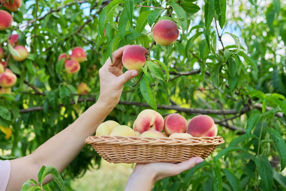 Choose your fruit for crumble